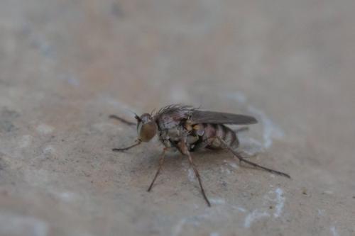 Tachytrechus notatus
